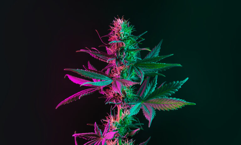 Cannabis flower