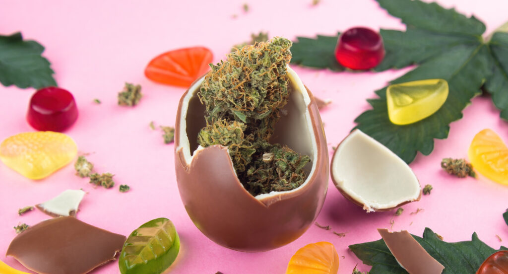 Chocolate egg with dry buds of medical marijuana inside on a pink background Surrounded by cannabis leaves gummies and chocolate chips Cannabis edible products on display at Urbn Leaf.