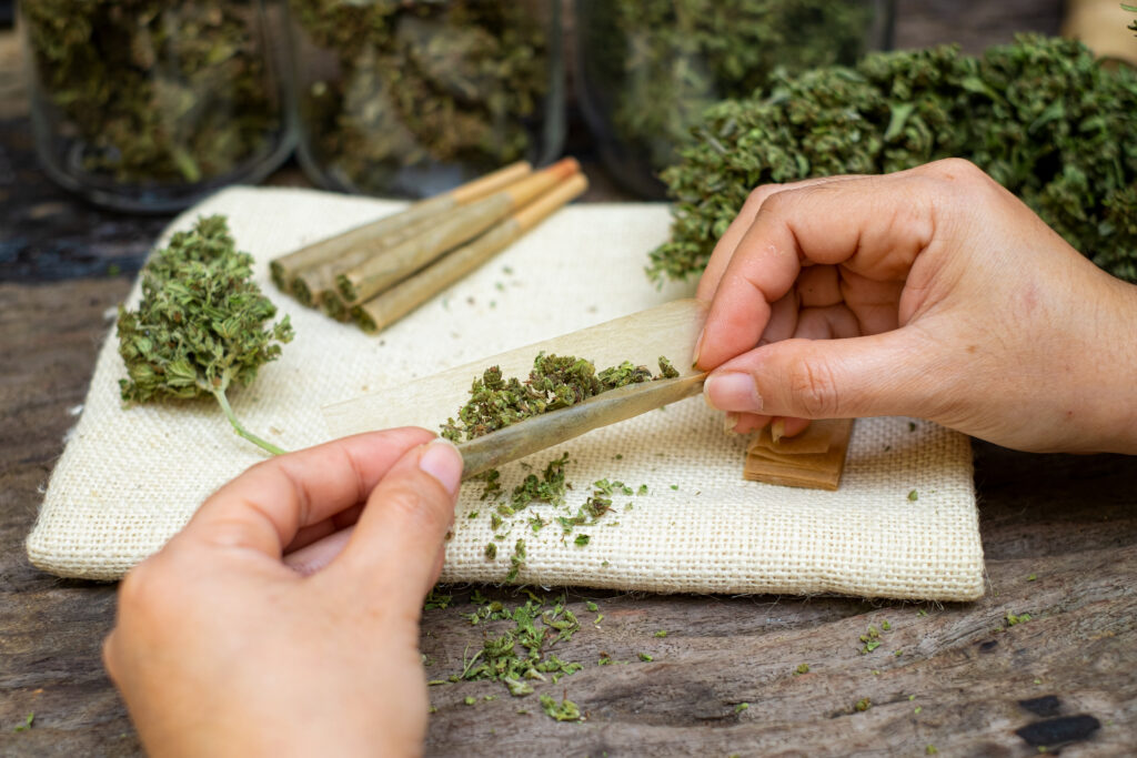 Female hands rolling marijuana with the cannabis bud