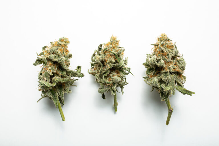 Dried Cannabis Flowers on White Background - URBN Leaf We’ve got every option to match your mood. At Urbn Leaf, we make it easy to find your perfect fit.